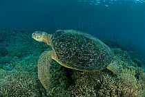 Green turtle (Chelonia mydas) resting in the reef shallows. Sipadan Island, Semporna, Sabah, Malaysia, June