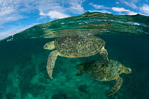 Split-level shot of mating pair of Green turtles (Chelonia mydas) in the reef shallows. Sipadan Island, Sabah, Malaysia, June