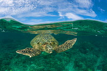 Split-level shot of Green turtle (Chelonia mydas) in the reef shallows, swimming towards the camera. Sipadan Island, Sabah, Malaysia, June