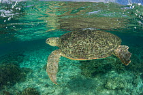 Green turtle (Chelonia mydas) swimming near the surface in the reef shallows. Sipadan Island, Sabah, Malaysia, June