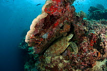 Green sea turtle (Chelonia mydas) resting in a crevice in the coral reef. Sipadan Island, Semporna, Sabah, Malaysia, June