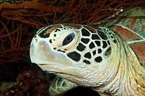 Green turtle (Chelonia mydas), portrait of the head. Sipadan Island, Semporna, Sabah, Malaysia, June