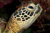 Green sea turtle (Chelonia mydas) head portrait, Sipadan Island, Semporna, Sabah, Malaysia, June