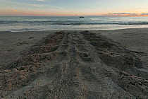 Leatherback turtle tracks on the sand. Warmamedi beach, Bird's Head Peninsula, West Papua, Indonesia, July 2009