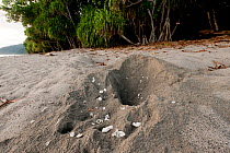 Leatherback turtle (Dermochelys coriacea) nest dug out by natural predators such as monitor lizards, wild boar or night herons. Warmamedi beach, Bird's Head Peninsula, West Papua, Indonesia, July 2009...
