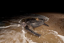 Leatherback turtle (Dermochelys coriacea) female equipped with satellite transmitter returning to sea after nesting on the beach. Warmamedi beach, Bird's Head Peninsula, West Papua, Indonesia, July 20...
