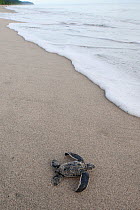 RF- Newly hatched Leatherback turtle (Dermochelys coriacea) baby moving from the nest towards the sea. Warmamedi beach, Bird's Head Peninsula, West Papua, Indonesia, July 2009. Endangered species. (Th...