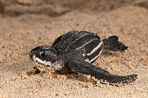 Leatherback turtle (Dermochelys coriacea) baby. Warmamedi beach, Bird's Head Peninsula, West Papua, Indonesia, July 2009.
