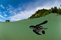 Split-level shot of Leatherback sea turtle (Dermochelys coriacea) baby swimming in the sea near the beach. Warmamedi beach, Bird's Head Peninsula, West Papua, Indonesia, July 2009