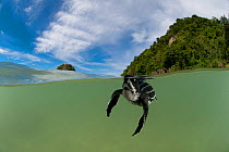 RF- Split-level shot of Leatherback sea turtle (Dermochelys coriacea) baby swimming in sea near Warmamedi beach, Bird's Head Peninsula, West Papua, Indonesia, July 2009. Endangered species. (This imag...