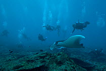 Giant manta ray (Manta birostris) with divers following it. Nusa Penida, Lesser Sunda Islands, Indonesia.