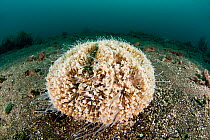 Flower Urchin (Toxopneustes pileolus) on seabed, Lembeh Strait, North Sulawesi, Indonesia.