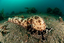 Prickly Sea Cucumber (Bohadschia graeffei) feeding on seabed, Lembeh Strait, North Sulawesi, Indonesia