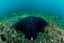 Star shaped Large pincushion starfish (Culcita novaeguinea), detail of the underbelly. Lembeh Strait, North Sulawesi, Indonesia.