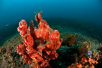Pink Painted frogfish (Antennarius pictus) on a pink sponge. Lembeh Strait, North Sulawesi, Indonesia.