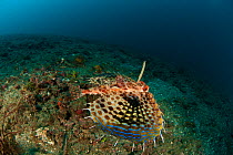 Oriental flying gurnard (Dactyloptena orientalis) gliding above the sea bed. Lembeh Strait, North Sulawesi, Indonesia.