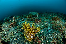 Yellow Lacy / Weedy scorpionfish (Rhinopias aphanes) on the sea bed. Lembeh Strait, North Sulawesi, Indonesia