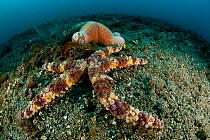 Spiny sea star (Gomophia egeriae) on the seabed with cushionstar in background, Lembeh Strait, North Sulawesi, Indonesia