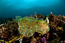 Large Nudibranch (Dendrodoris tuberculosa) on the reef. Lembeh Strait, North Sulawesi, Indonesia.
