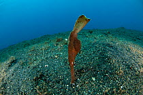 Robust ghost pipefish (Solenostomus cyanopterus) on the sandy bottom, looking like a piece of seagrass. Lembeh Strait, North Sulawesi, Indonesia.