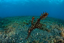 Harlequin or ornate ghost pipefish (Solenostomus paradoxus). These pipefish closely resemble coral fronds or seaweed. Lembeh Strait, North Sulawesi, Indonesia.