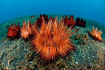Radient sea urchins (Astropyga radiata) on the sandy bottom. Lembeh Strait, North Sulawesi, Indonesia
