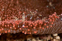 Sexy anemone shrimp (Periclimenes longicarpus) on anemone, Lembeh Strait, North Sulawesi, Indonesia