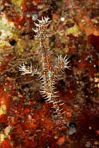 Ornate ghost pipefish (Solenostomus paradoxus) camouflaged against coral. Lembeh Strait, North Sulawesi, Indonesia.