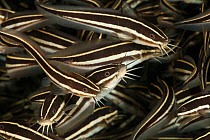 Schooling striped catfish (Plotosus lineatus). Lembeh Strait, North Sulawesi, Indonesia.
