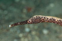 Slender pipefish (Trachyrhamphus longirostris) head portrait,  Lembeh Strait, North Sulawesi, Indonesia.