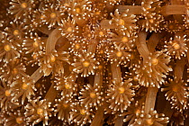 Close up of the polyps of a Flowerpot coral (Goniopora sp.). Lembeh Strait, North Sulawesi, Indonesia.