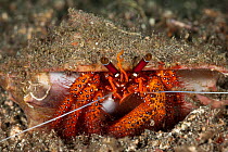 Hermit crab (Dardanus megistos) on sandy bottom. Lembeh Strait, North Sulawesi, Indonesia.