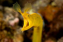Yellow ribbon eel / Ribbon moray eel (Rhinomuraena quaesita). Lembeh Strait, North Sulawesi, Indonesia.