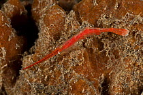 Coral shrimp (Tozeuma sp.) against coral. Lembeh Strait, North Sulawesi, Indonesia.