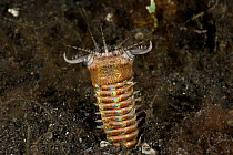 Bobbit worm (Eunice aphroditois) emerging from seabed, Lembeh Strait, North Sulawesi, Indonesia.