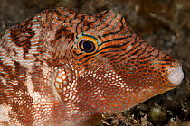 Toby pufferfish (Canthigaster sp.), close-up of the head. Lembeh Strait, North Sulawesi, Indonesia.