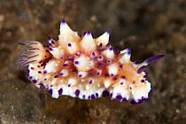Chromodoris nudibranch (Cadlinella sp.) Lembeh Strait, North Sulawesi, Indonesia.