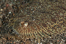 Carpet sole (Liachirus melanospilus) camouflaged on seabed, Lembeh Strait, North Sulawesi, Indonesia
