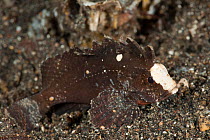 Longspine waspfish (Paracentropogon longispinus) on the sandy sea bed. Lembeh Strait, North Sulawesi, Indonesia.