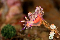 Aeolid nudibranch (Flabellina rubrolineata) right before laying its eggs. Lembeh Strait, North Sulawesi, Indonesia.