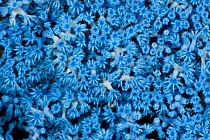 Blue soft corals, Lembeh Strait, North Sulawesi, Indonesia.