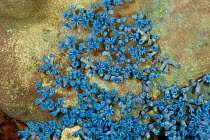 Blue soft corals, Lembeh Strait, North Sulawesi, Indonesia.
