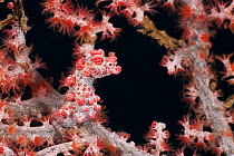 Pygmy seahorse (Hippocampus bargibanti) camouflaged on coral (Muricela sp). Lembeh Strait, North Sulawesi, Indonesia