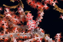 Pygmy seahorse (Hippocampus bargibanti) camouflaged on coral (Muricela sp). Lembeh Strait, North Sulawesi, Indonesia.