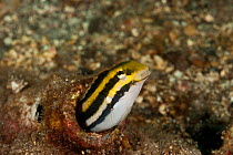 Shorthead fang blenny / Striped poisoned-fang blenny (Petroscirtes breviceps). Lembeh Strait, North Sulawesi, Indonesia.