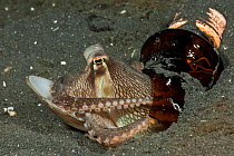 Coconut octopus / veined octopus (Octopus marginatus) in a shelter made from a broken bottle and sealed with a large sea shell. Lembeh Strait, North Sulawesi, Indonesia.