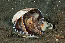 Coconut octopus / Veined octopus (Octopus marginatus) in its shell home. Lembeh Strait, North Sulawesi, Indonesia.