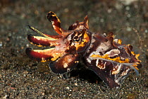 Pfeffer's flamboyant cuttlefish (Metasepia pfefferi) hunting on the sand. Lembeh Strait, North Sulawesi, Indonesia.