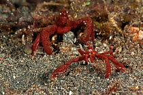 Spider crabs (two species of Achaeus sp). Lembeh Strait, North Sulawesi