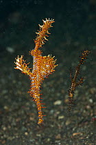 Two Ornate ghost pipefish (Solenostomus paradoxus) on the sandy bottom. Lembeh Strait, North Sulawesi, Indonesia.